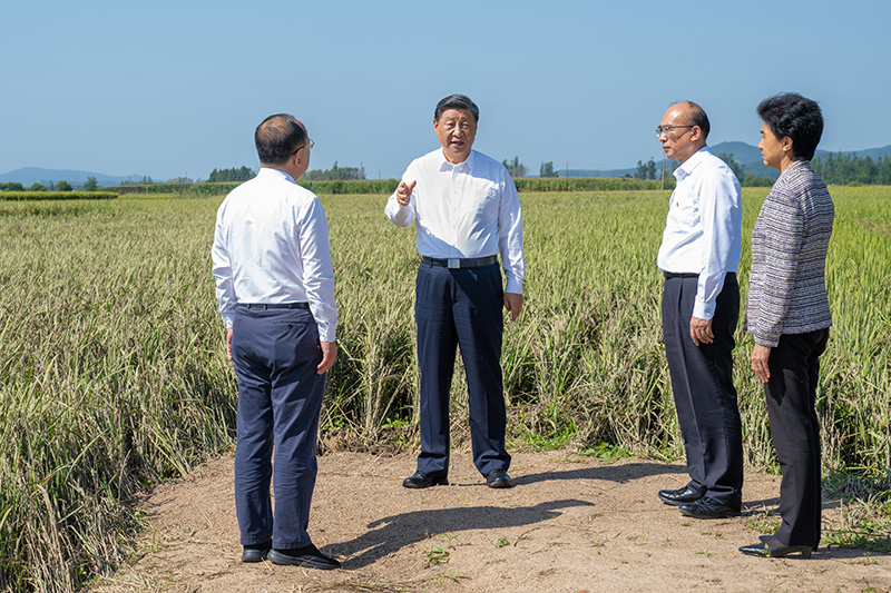 9月6日至8日，中共中央總書記、國家主席、中央軍委主席習(xí)近平在黑龍江考察。這是7日上午，習(xí)近平在遭受洪澇災(zāi)害的哈爾濱尚志市老街基鄉(xiāng)龍王廟村，察看水稻受災(zāi)情況。